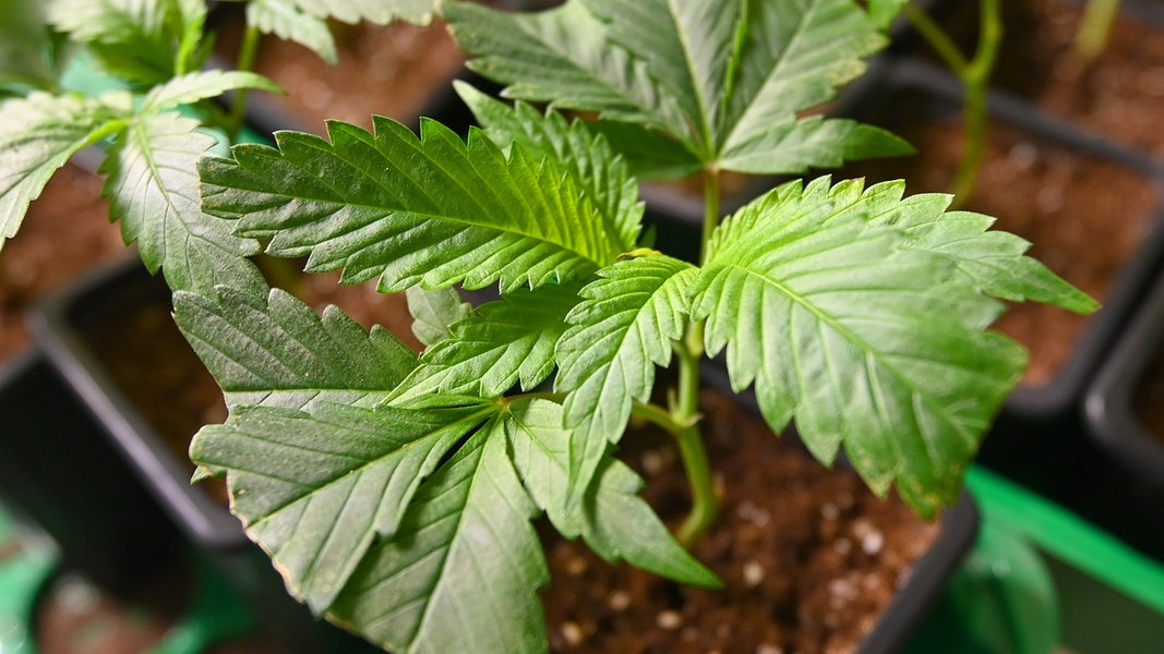 Setzlinge von Cannabispflanzen