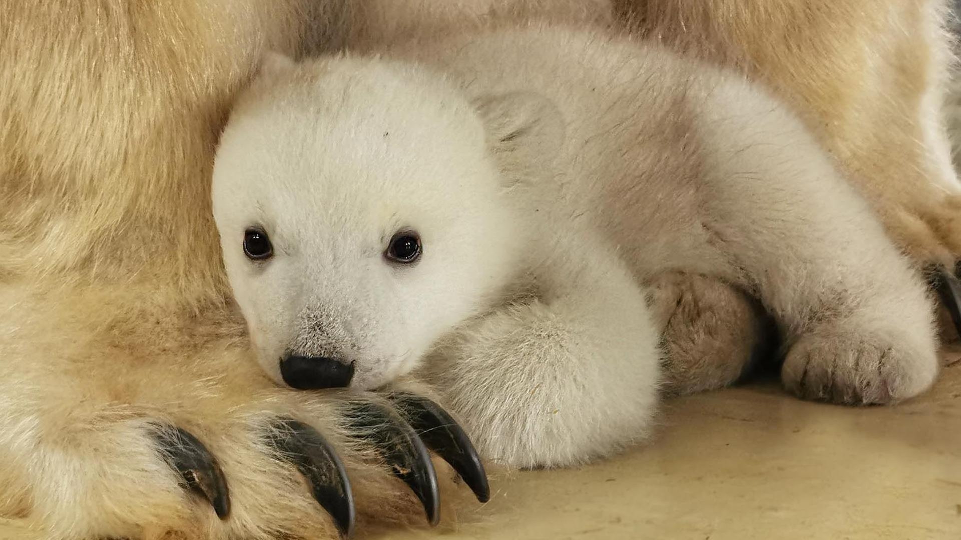 Tierpark Hagenbeck freut sich über Eisbärenbaby