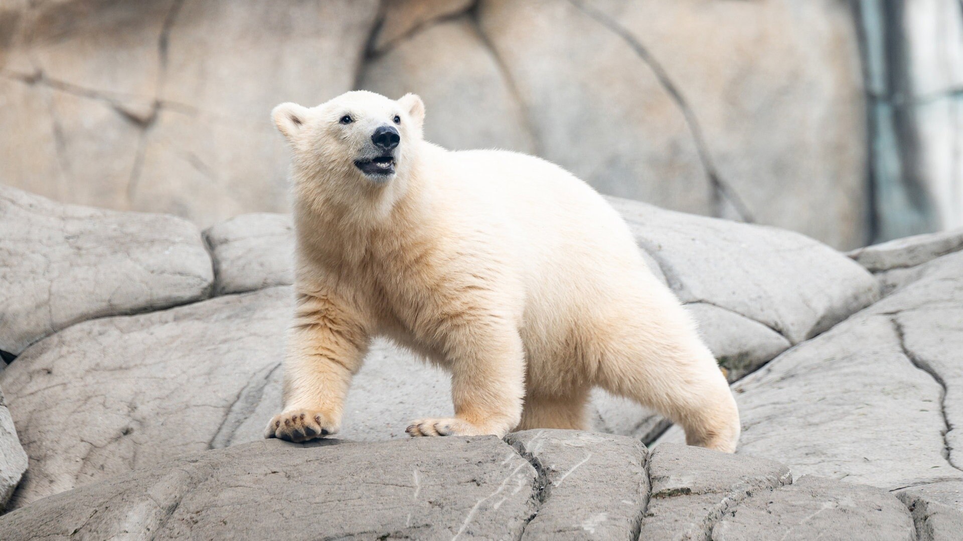 Tierpark Hagenbeck: Kleine Eisbärin heißt „Anouk“