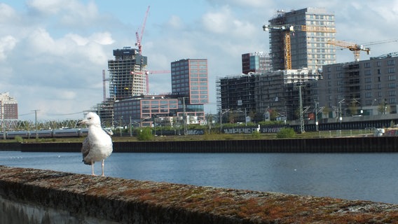 Blick auf den Elbtower und weitere Gebäude der Hafencity, im Vordergrund sitzt eine Möwe. © NDR Foto: Marc-Oliver Rehrmann
