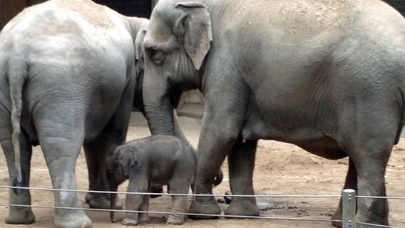 Ein kleines Elefanten-Baby steht zwischen zwei Elefanten © NDR Foto: Anna Rüter