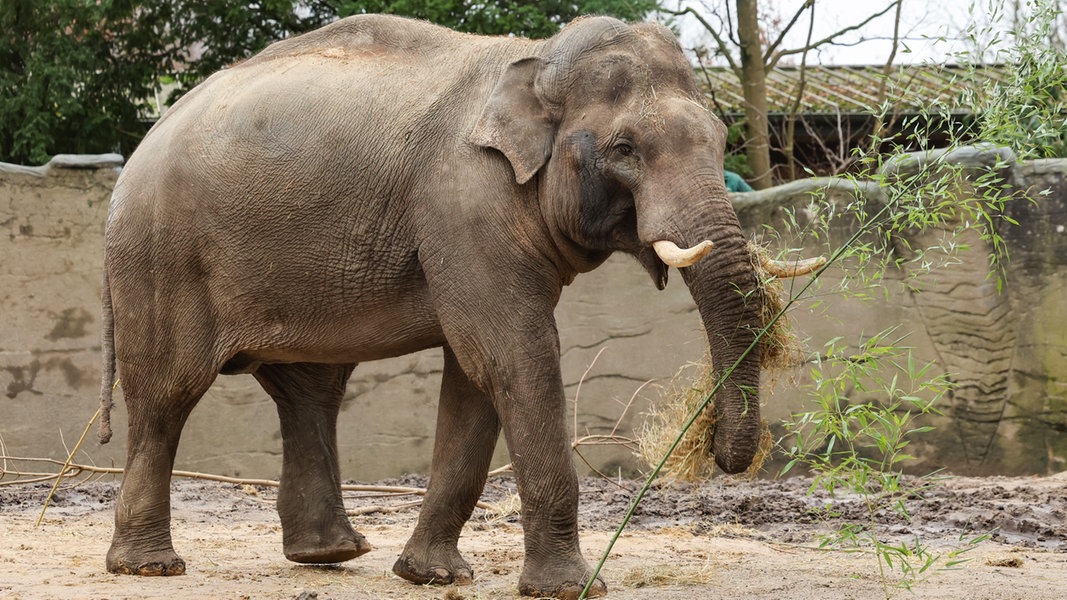 Tierpark Hagenbeck: Neuer Elefantenbulle „Maurice“ vorgestellt