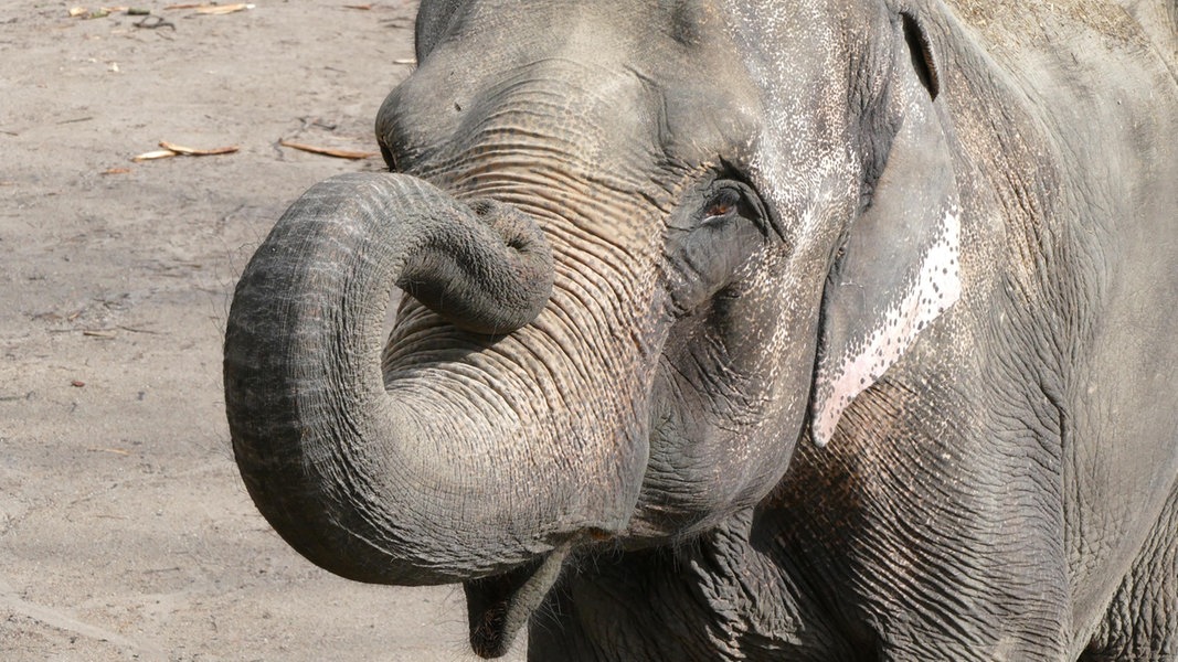 Hagenbecks Tierpark trauert um Elefantendame Shandra