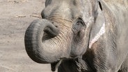 Die Elefantenkuh Shandra im Gehege vom Tierpark Hagenbeck. © Hagenbecks Tierpark 