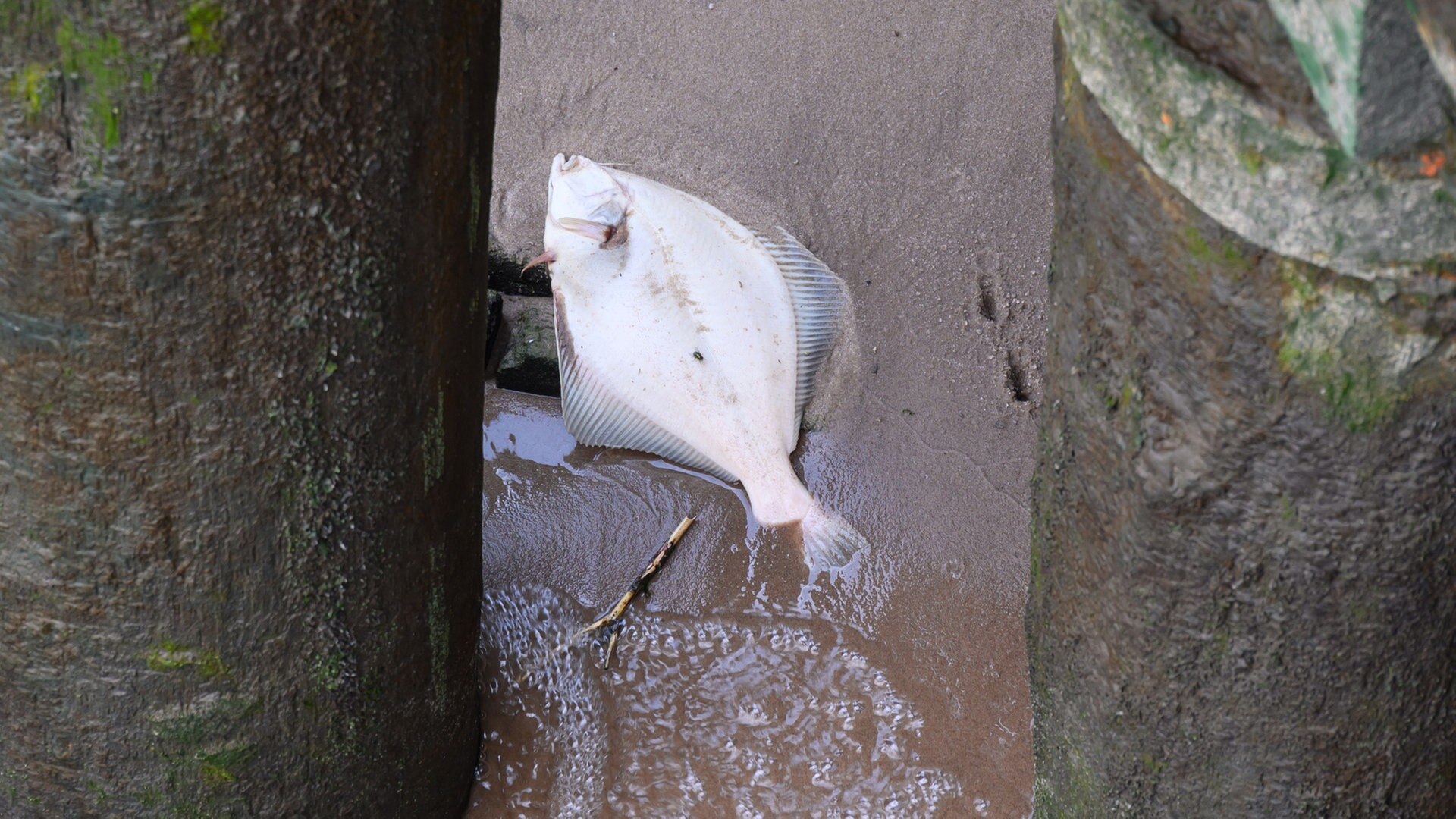 Zu wenig Sauerstoff in der Elbe: Größtes Fischsterben seit langem