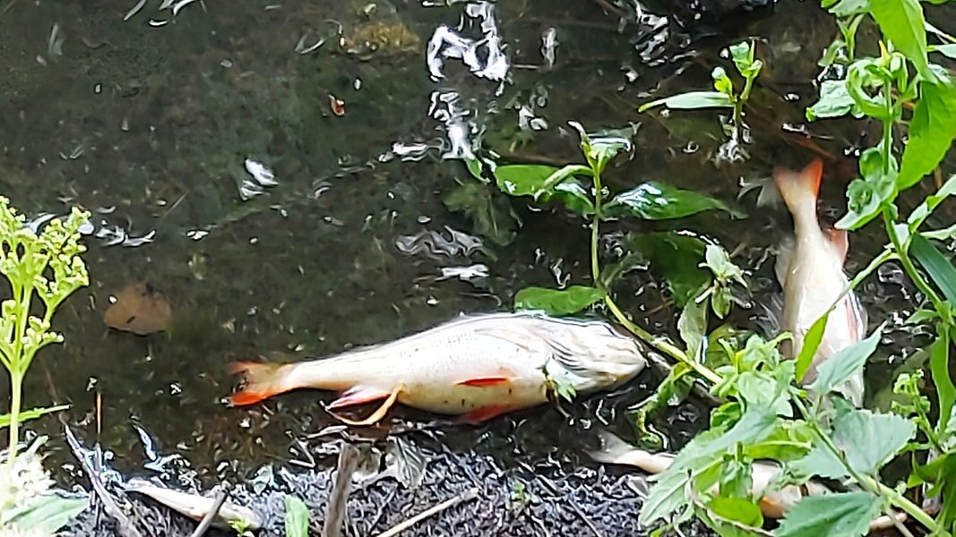 Tote Fische in Teich im Rostocker Stadtteil Lütten Klein