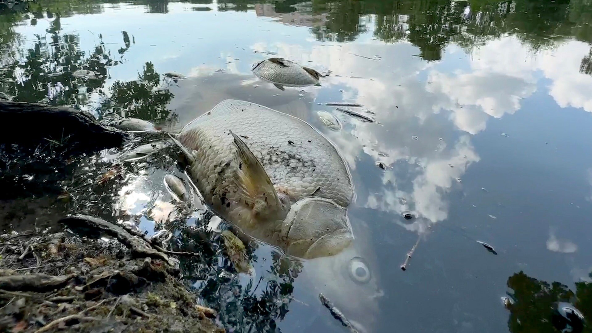 Hamburg: Fischsterben im Isebekkanal und weiteren Gewässern