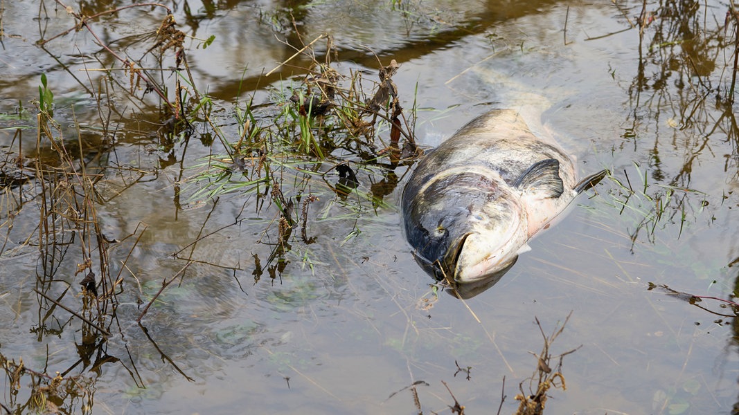 Fischsterben in Elbe befürchtet: Sauerstoffwert bei Hamburg sinkt