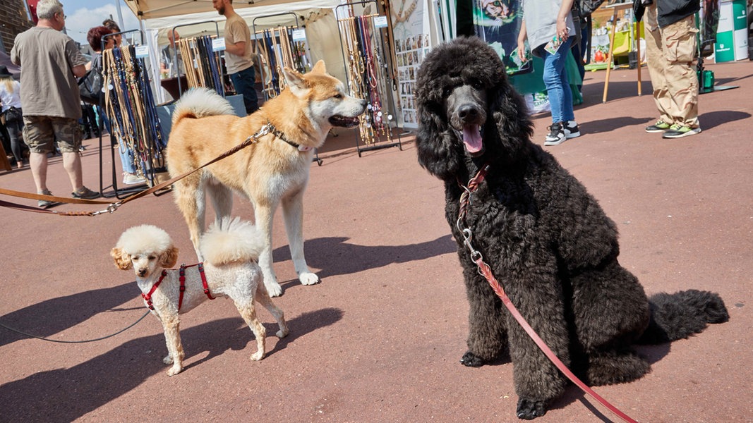 Hamburg erwartet mehr Steuereinnahmen durch Hundehalter