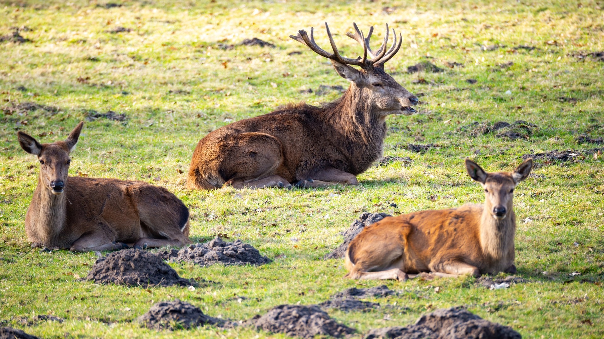 Hamburger Wildpark Klövensteen bleibt erhalten