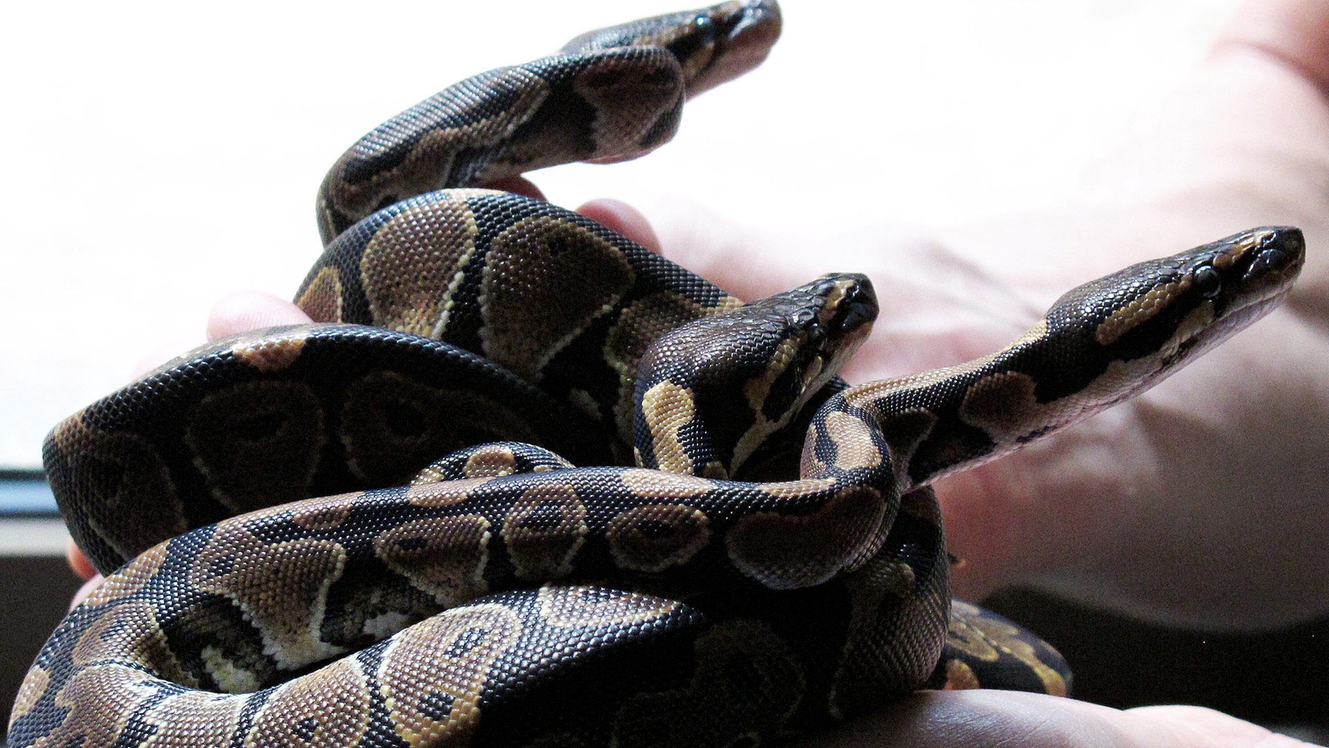 Vier Königspythons vor Hamburger Tierheim ausgesetzt