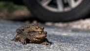 Ein Kröten-Pärchen sitzt auf einer Straße vor einem Autoreifen. © Daniel Bockwoldt/dpa Foto: Daniel Bockwoldt