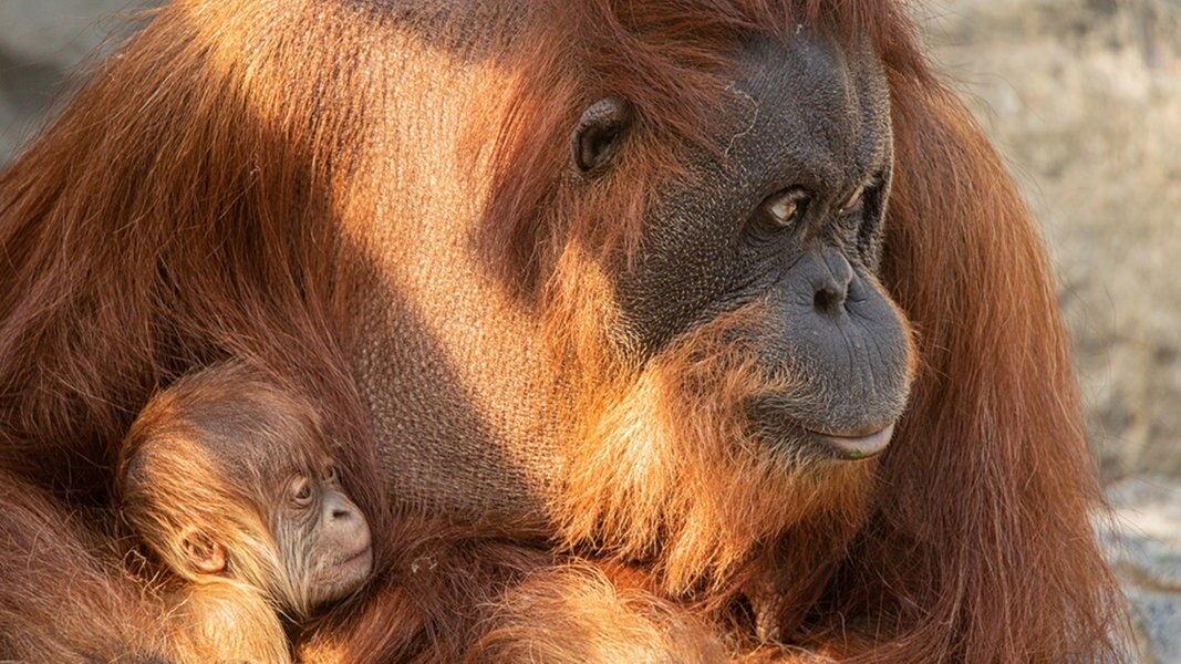 Orang Utan Baby Im Tierpark Hagenbeck Geboren Ndr De Nachrichten Hamburg