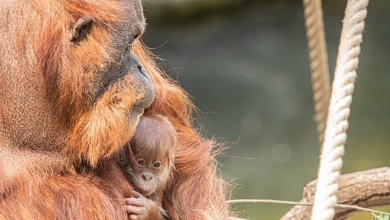 Orang Utan Baby Im Tierpark Hagenbeck Geboren Ndr De Nachrichten Hamburg