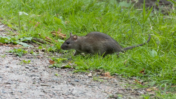 Eine Ratte an einem Wegesrand in Hamburg © picture alliance / blickwinkel Foto: H. Baesemann