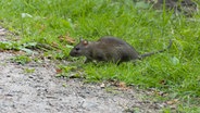 Eine Ratte an einem Wegesrand in Hamburg © picture alliance / blickwinkel Foto: H. Baesemann