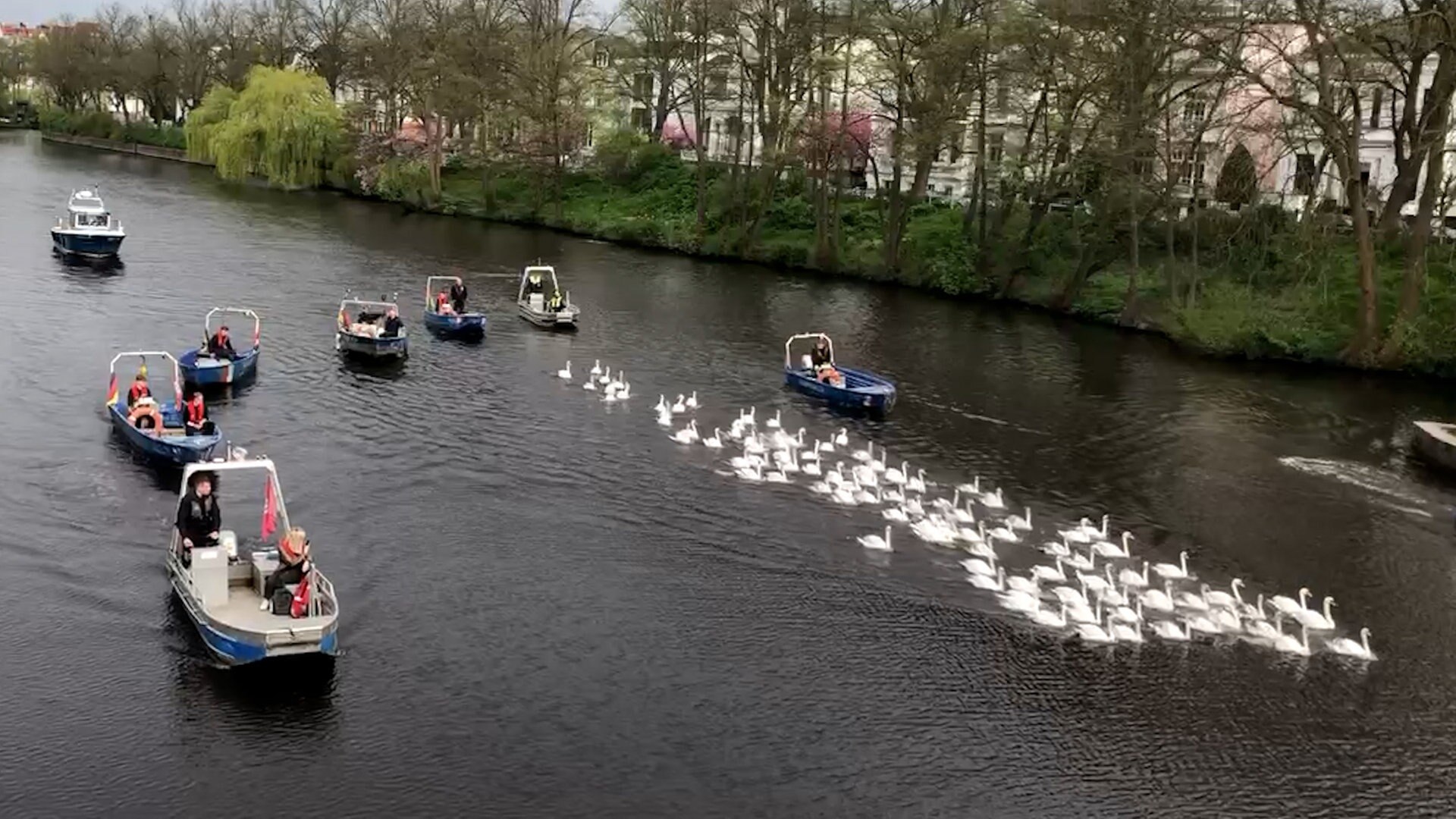 Hamburger Schwäne sind zurück auf der Alster