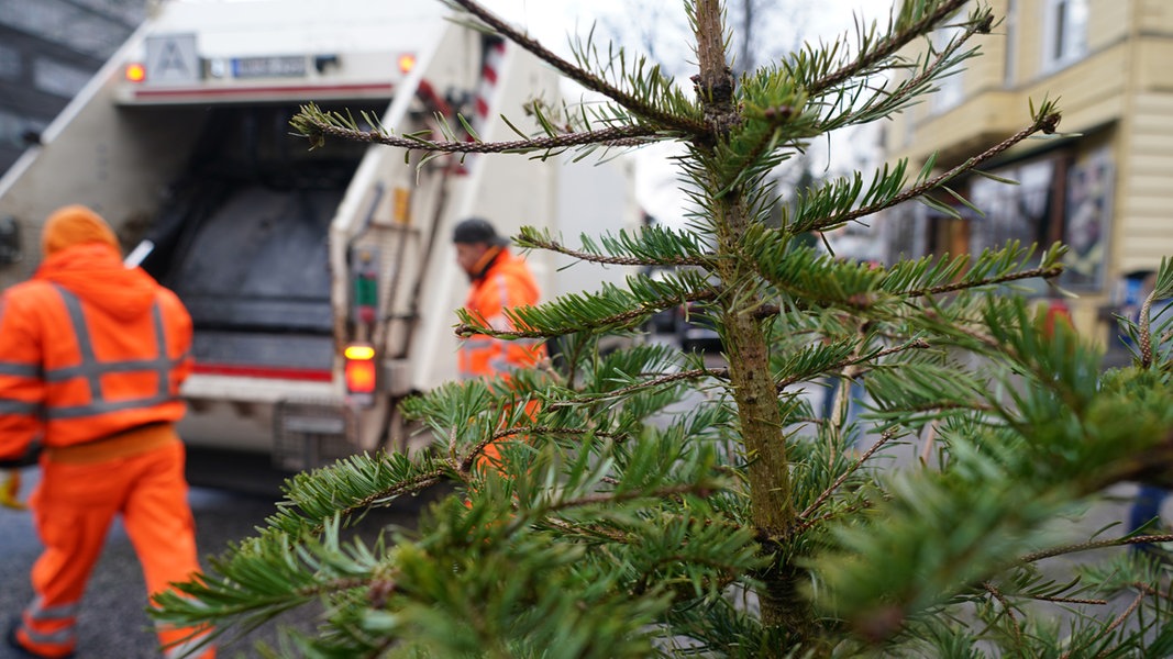 Ein Weihnachtsbaum steht zur Entsorgung durch die Stadtreinigung Hamburg am Straßenrand.