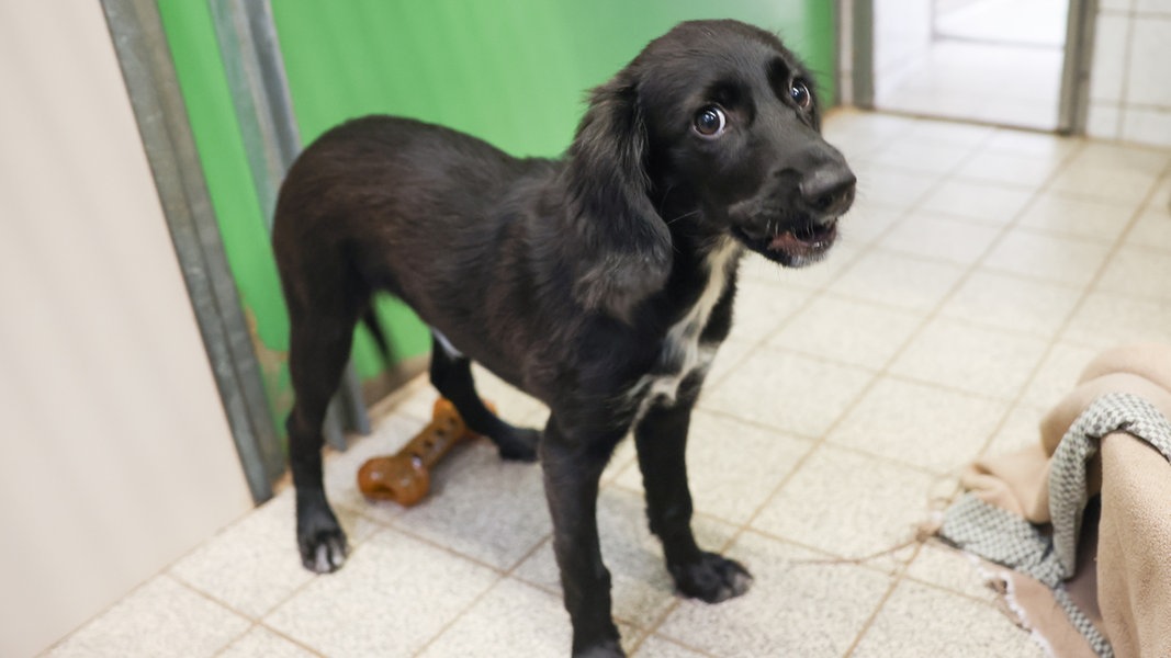 Hamburger Tierheim: Viele ausgesetzte Katzen – Aufnahmestopp bei Hunden