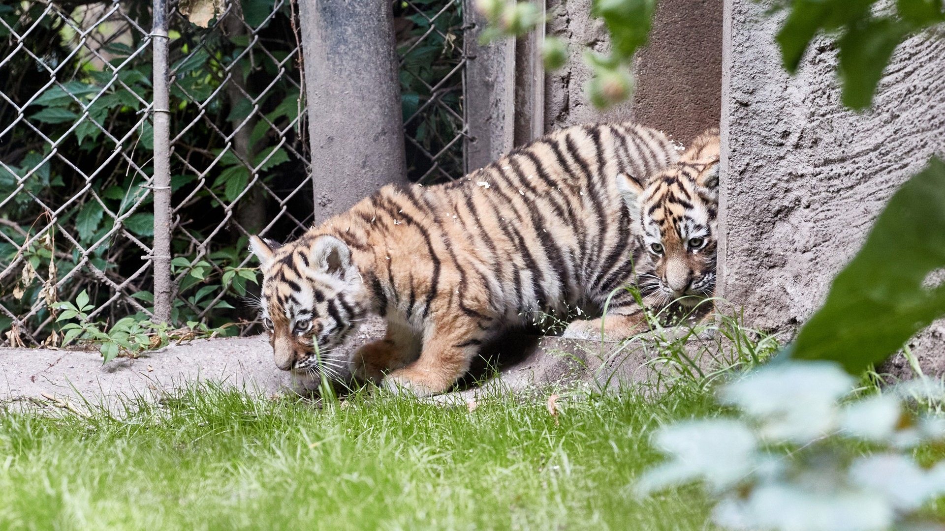 Tierpark Hagenbeck: Tigerbabys erstmals im Außengehege