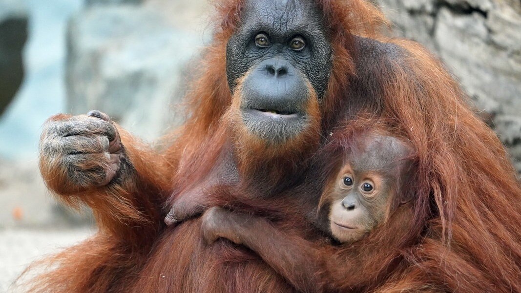 Tierpark Hagenbeck Trauer Um Orang Utan Weibchen Toba Ndr De Nachrichten Hamburg