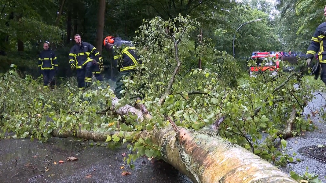 Nach einem Unwetter blockiert ein umgestürzter Baum eine Zufahrtsstraße in Stellingen.