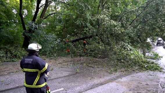 Ein Baum konnte dem Unwetter nicht standhalten und fiel auf die Straße. © TNN 