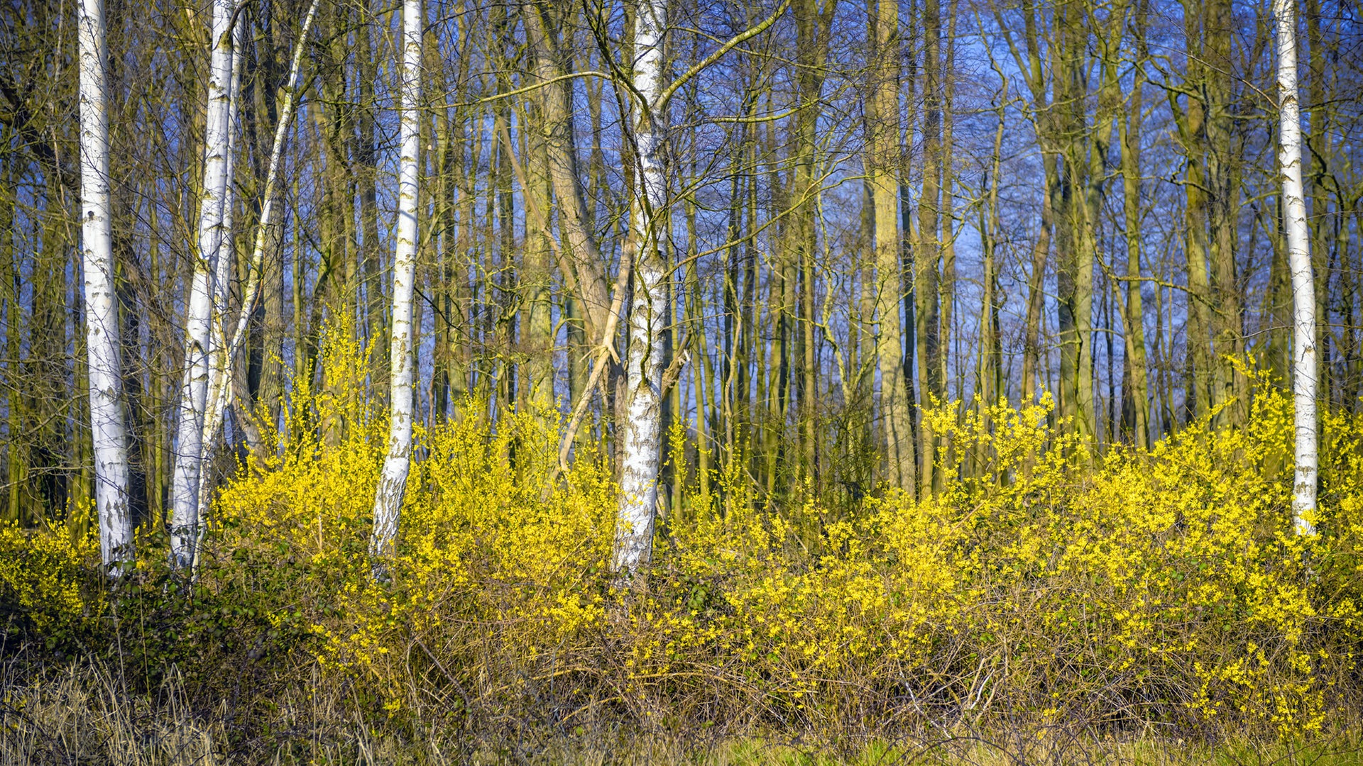 Klimawandel: CDU fordert mehr Naturwälder in Hamburg