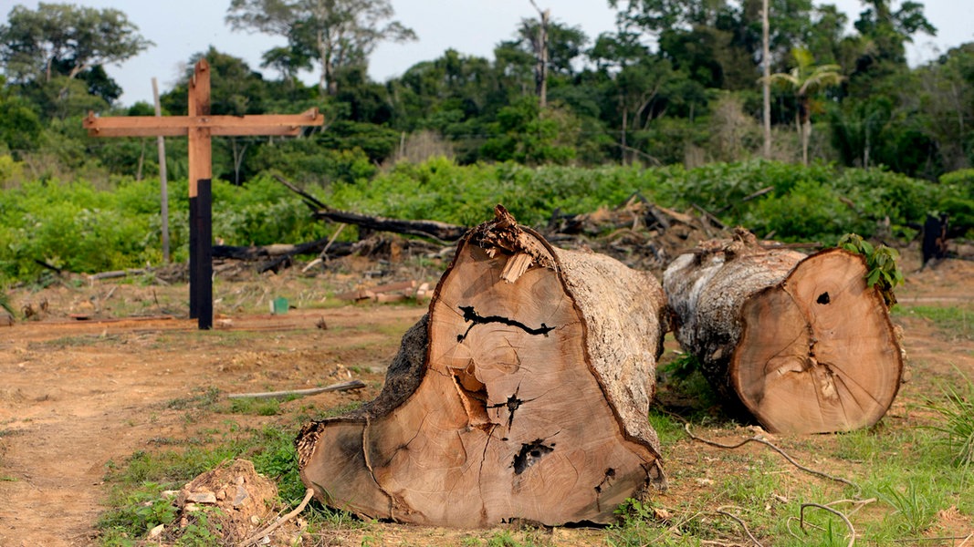 Zwei illegal gefällte Baumstämme liegen im brasilianischen Amazonasgebiet im Regenwald.