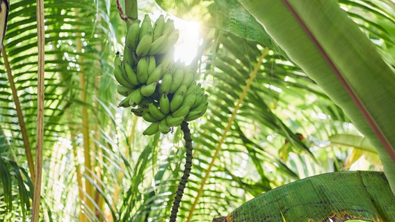 Eine Staude grüner Bananen hängt an einer Pflanze. © picture alliance / Westend61 | Roger Richter 