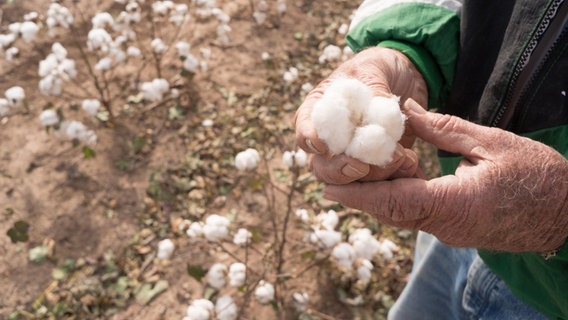 US-Farmer hält ein Stück geerntete Baumwolle in der Hand © picture alliance / Zoonar | Christopher Boswell Foto: Christopher Boswell