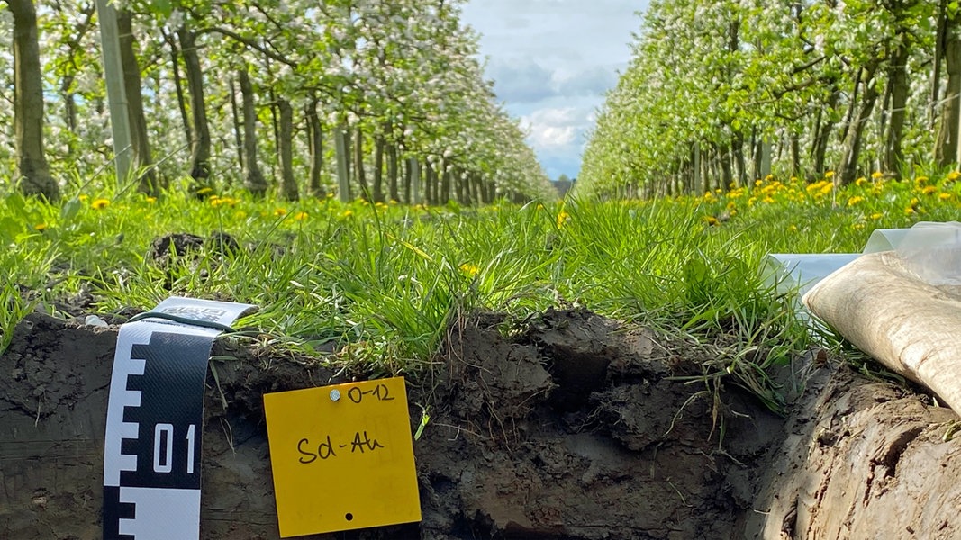 Altes Land: Onderzoekers en fruittelers ontdekken schatten aan data in het land |  NDR.de – Nieuws