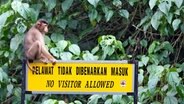 Ein Kurzschwanzmakake sitzt im Regenwald von Borneo in der Nähe der malaysischen Stadt Sandakan auf einem Schild mit der Aufschrift "Keine Besucher erlaubt". (Foto von 2019) © picture alliance / abaca | Emy/ABACA 