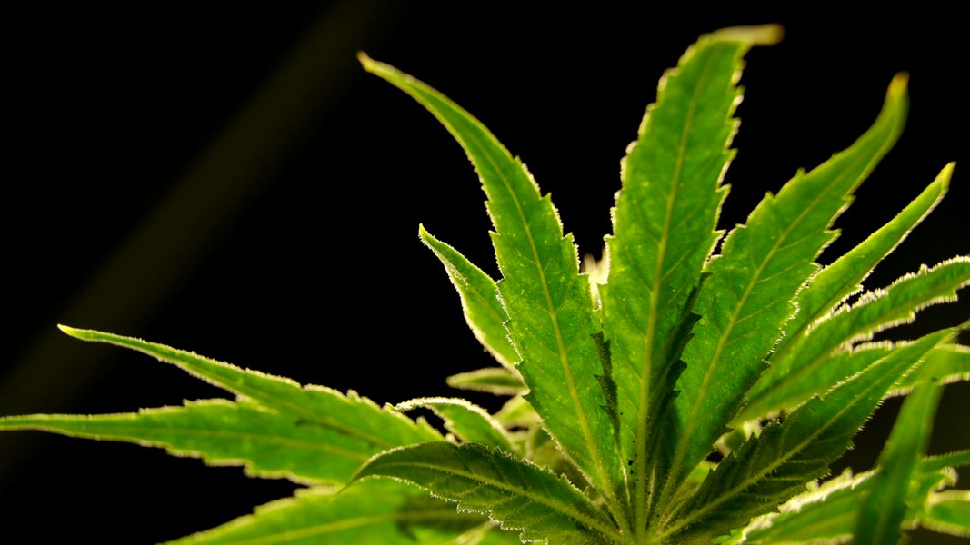 Die Blätter einer Cannabis-Pflanze werden angestrahlt.