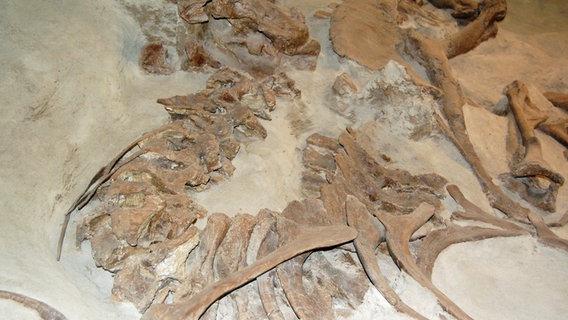 Ein Dinosaurier-Skelett, das bei Ausgrabungen im Dinosaur Provincial Park in Alberta (Kanada) freigelegt wurde. © Guido Meyer 