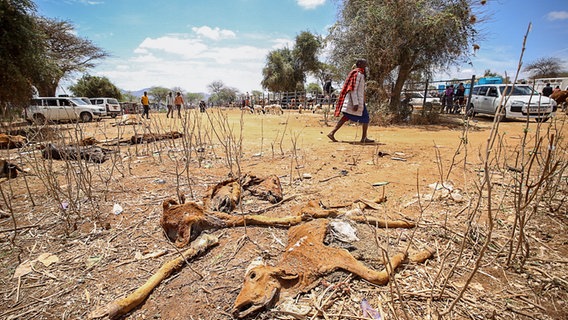 In der Siedlung Ilbisil in Kenia liegen Kadaver von Kühen, die in der Hitze verdurstet sind. Ostafrika erlebte im Jahr 2022 die schlimmste Dürre seit vier Jahrzehnten. (Foto vom 4.11.2022) © picture alliance / ZUMAPRESS.com | Boniface Muthoni 