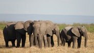 Elefanten stehen im Ruaha-Nationalpark in Tansania. © dpa Foto: Kristin Palitza