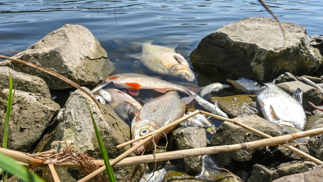 Interview: Welche Ursache hat das Fischsterben in der Oder? | NDR.de ...