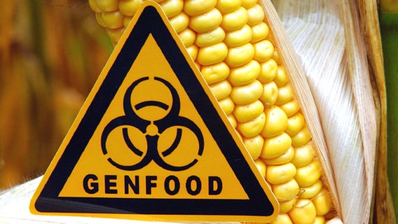 Ein Schild mit der Aufschrift "Genfood" steht vor einem gentechnisch veränderten Maiskolben. © dpa Foto: Patrick Pleul