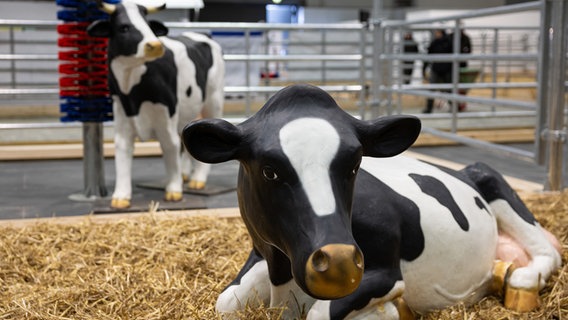 Kuhattrappen stehen in einem Gehege in der Tierhalle auf der Grünen Woche. © dpa Bildfunk Foto: Hannes P. Albert/dpa