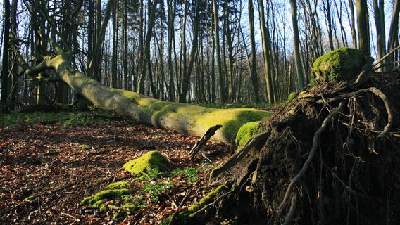 Ein entwurzelter Baum liegt im Nationalpark Jasmund auf Rügen © IMAGO / imagebroker 