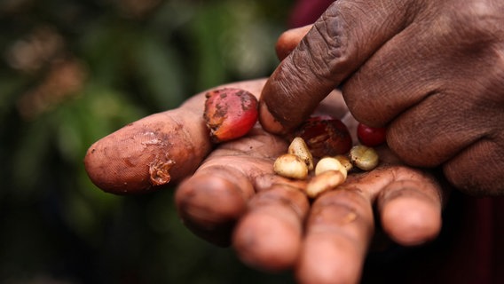 Frische Kaffeebohnen in der Hand eines Plantagenarbeiters. © NDR Foto: Felix Meschede
