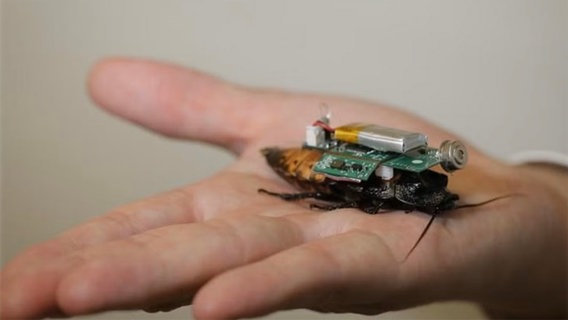 Eine Cyborg Kakerlake mit einem Chip auf dem Rücken. © Hirotaka Sato Group 