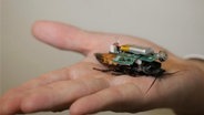 Eine Cyborg Kakerlake mit einem Chip auf dem Rücken. © Hirotaka Sato Group 