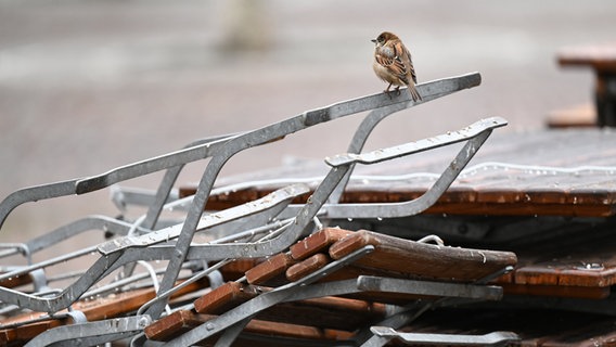 A sparrow a stack of folding chairs © dpa-Bildfunk Photo: Arne Dedert / dpa