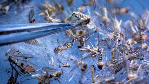 Mit einer Pinzette werden tiefgefrorene Mücken für eine Untersuchung im Labor für Stechmücken-Monitoring am Friedrich-Löffler-Institut (FLI) auf der Insel Riems unter einem Mikroskop sortiert. © picture alliance/dpa | Jens Büttner 