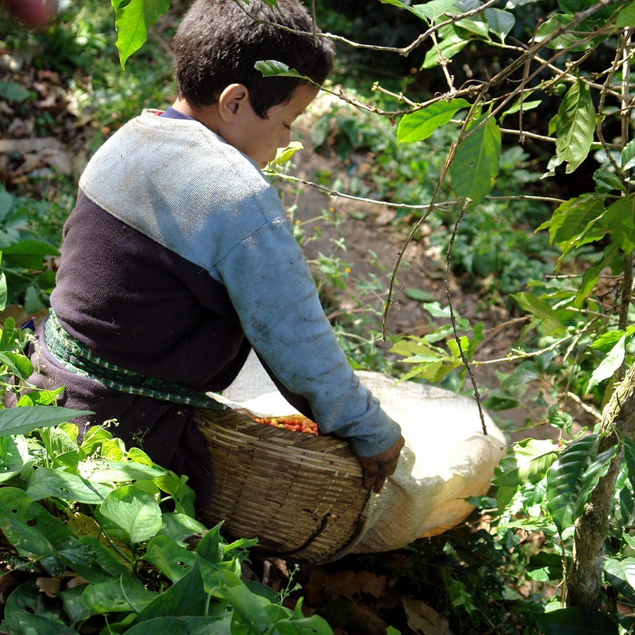 Junge während der Kaffeeernte auf einer Plantage in El Salvador. © Imago Images 