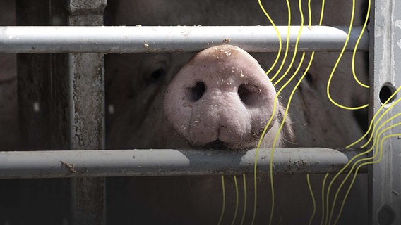 Ein Schwein hinter einem vergitterten Fenster. © picture alliance Foto: Hendrik Schmidt