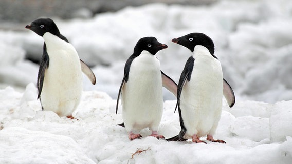 Drei Pinguine auf einer Eisscholle © blickwinkel/A. Laule Foto: A. Laule