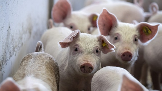 Kleine Schweine in einem Muster-Schweinestall in der Schweiz. © picture alliance Foto: Urs Flueeler